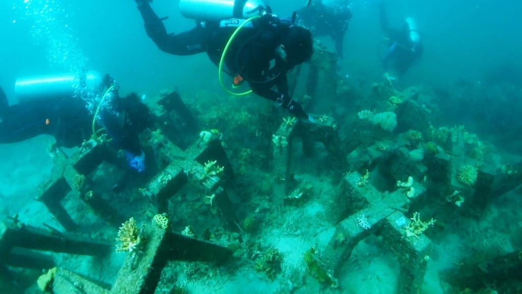 Arrecife artificial de Project CORaiL