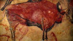 El famoso bisonte de las cuevas de Altamira.