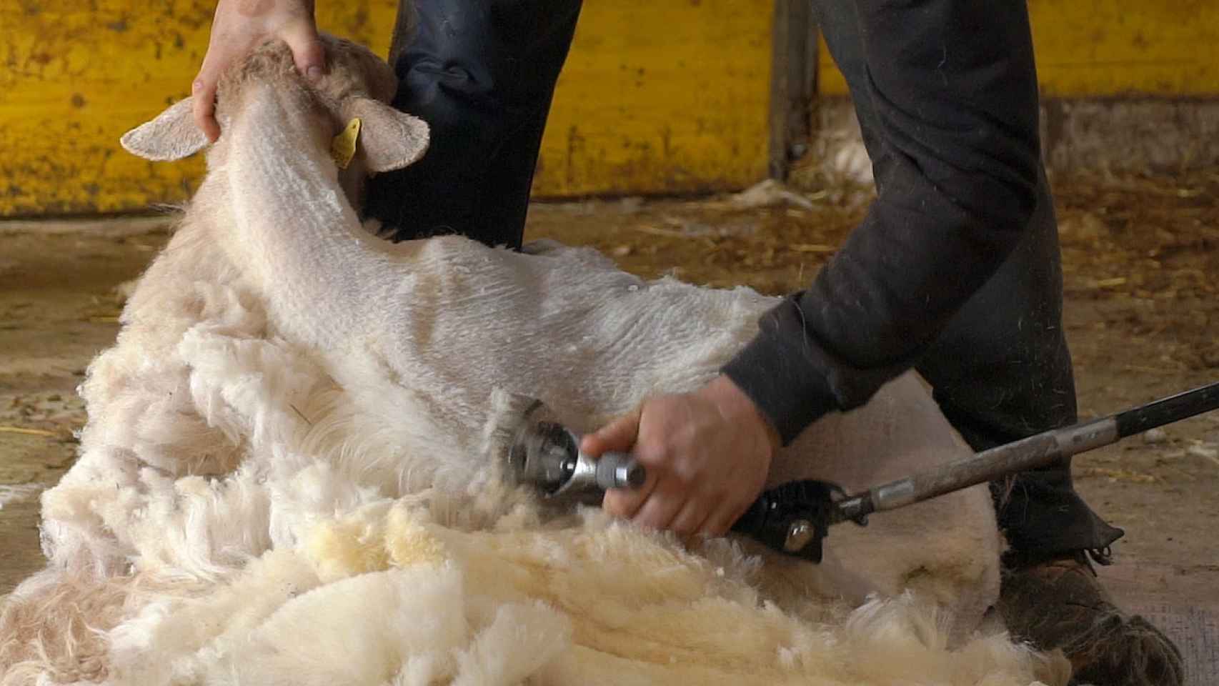 La lana latxa, hasta ahora, no tenía ningún valor y se tiraba como residuo.