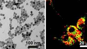 A la izquierda, imagen de nanocubos. A la derecha, imagen de células cancerosas en un cultivo.