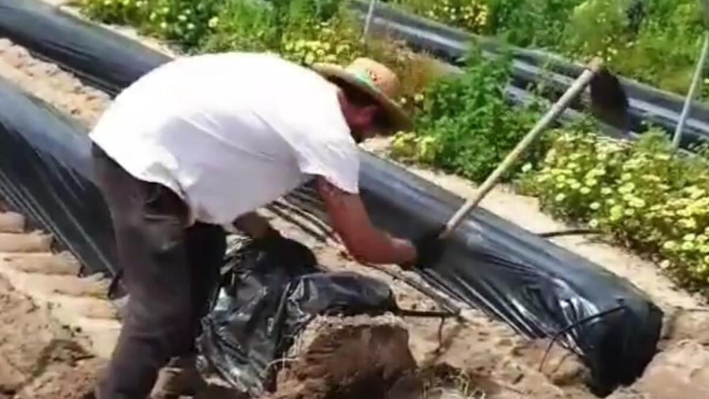 El sevillano Jorge Vega, hasta ahora director comercial de un gimnasio, trabaja preparando una plantación en la finca fresera