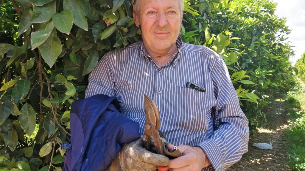 El veterano podador Antonio Aranda, de 60 años, en un naranjal de La Rinconada (Sevilla)
