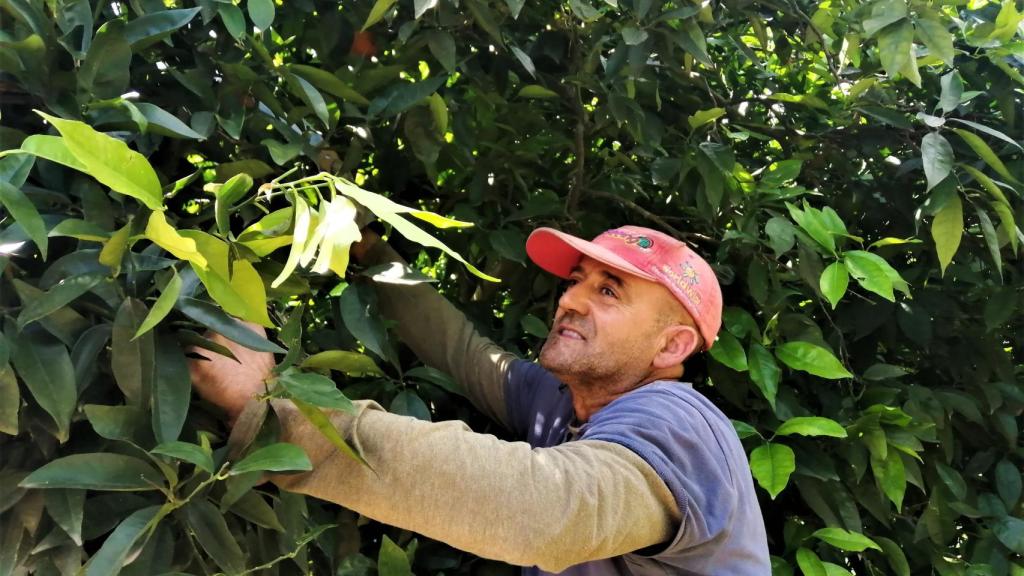 El veterano podador Juan Arias, en un naranjal de La Rinconada (Sevilla).
