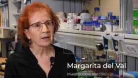 Margarita del Val, investigadora del CSIS