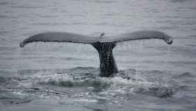 El silencio de la pandemia atrae a las ballenas hacia el litoral brasileño.