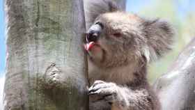 Una koala hembra lame agua del tronco liso de un eucalipto en el Parque Regional You Yangs.