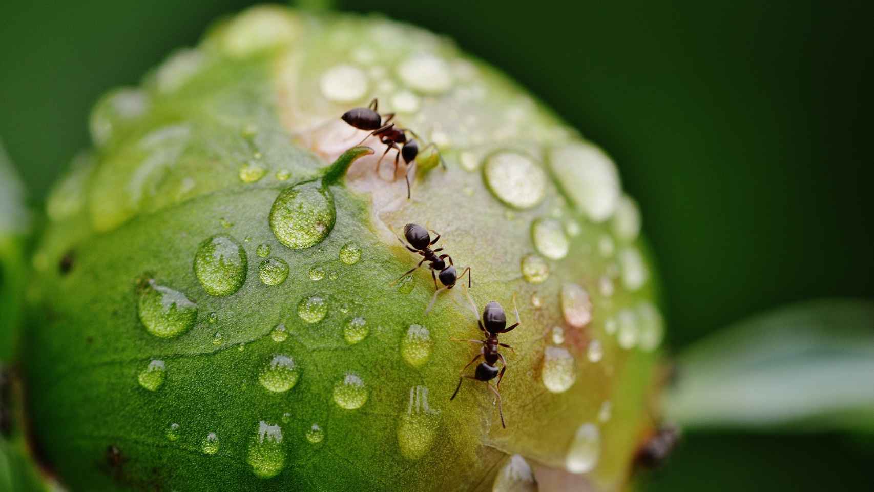 claramente Prueba Borde Cómo eliminar las hormigas de las plantas (pesticidas naturales)