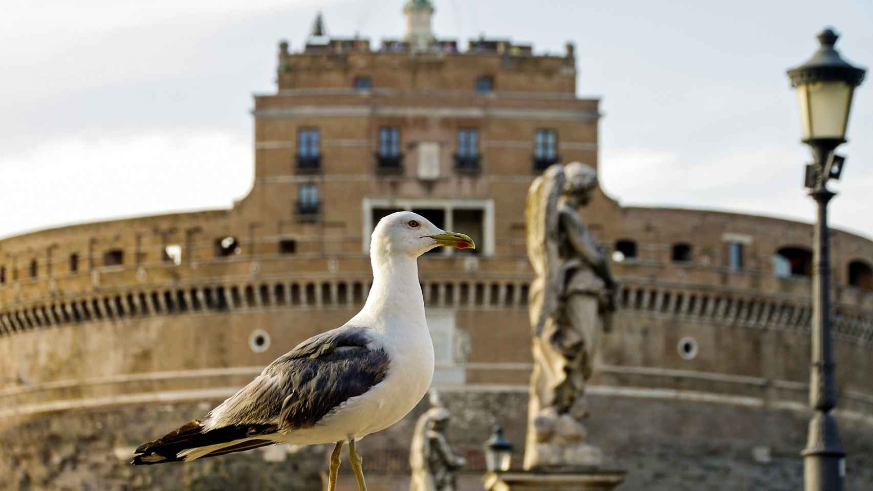 Una gaviota en el Castillo Sant'Angelo en Roma.
