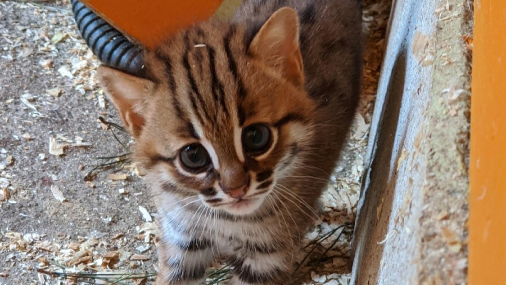 Asi Son Los Gatitos Recien Nacidos De La Especie De Felinos Mas Pequena Del Mundo