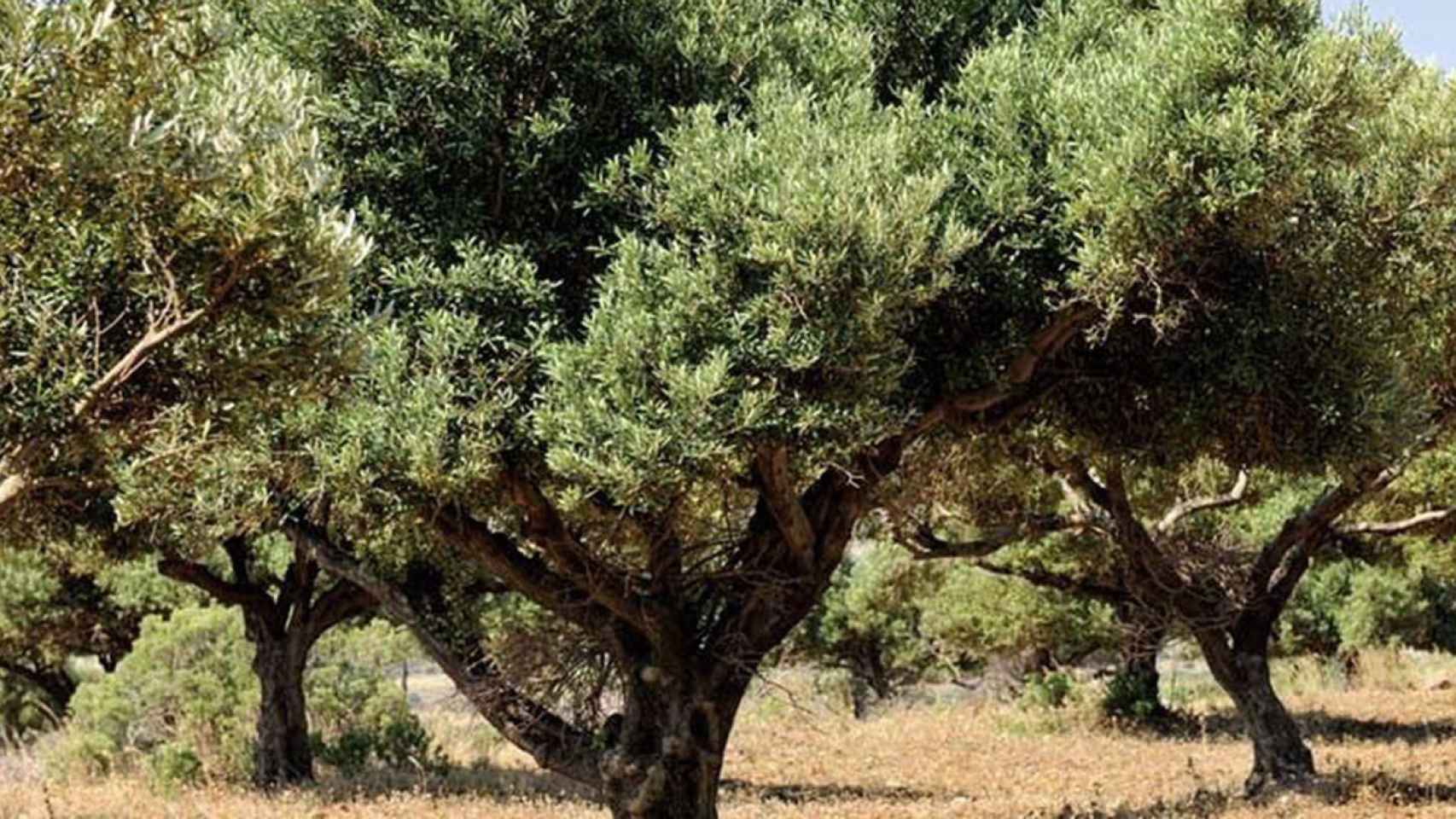 Así se puede aprovechar de forma innovadora la hoja del olivo