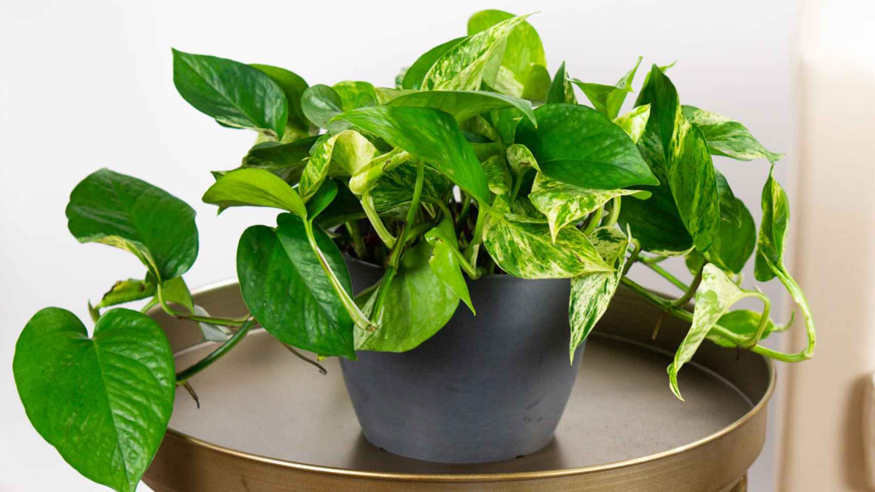 Estas son las mejores plantas de interior resistentes, duraderas y fáciles  de cuidar