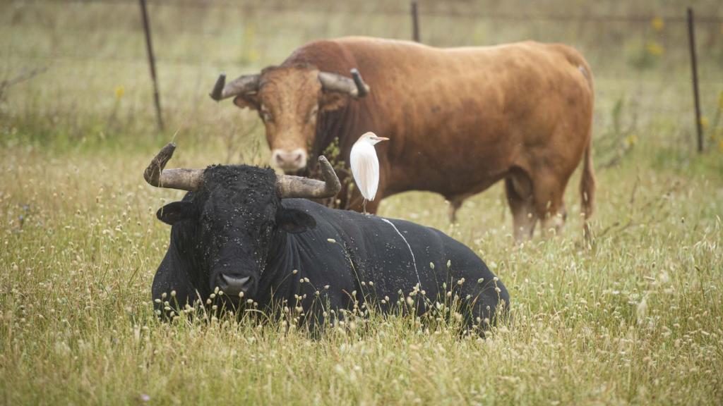 Toros de la ganadería La Palmosilla.