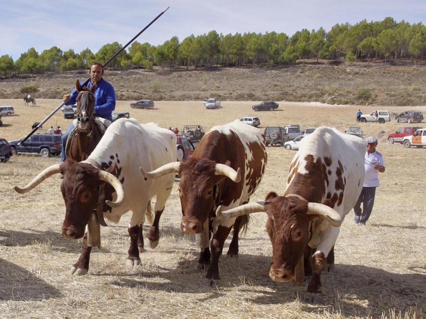 José María López, dueño de la Ganadería El Uno junto a unos cabestros.