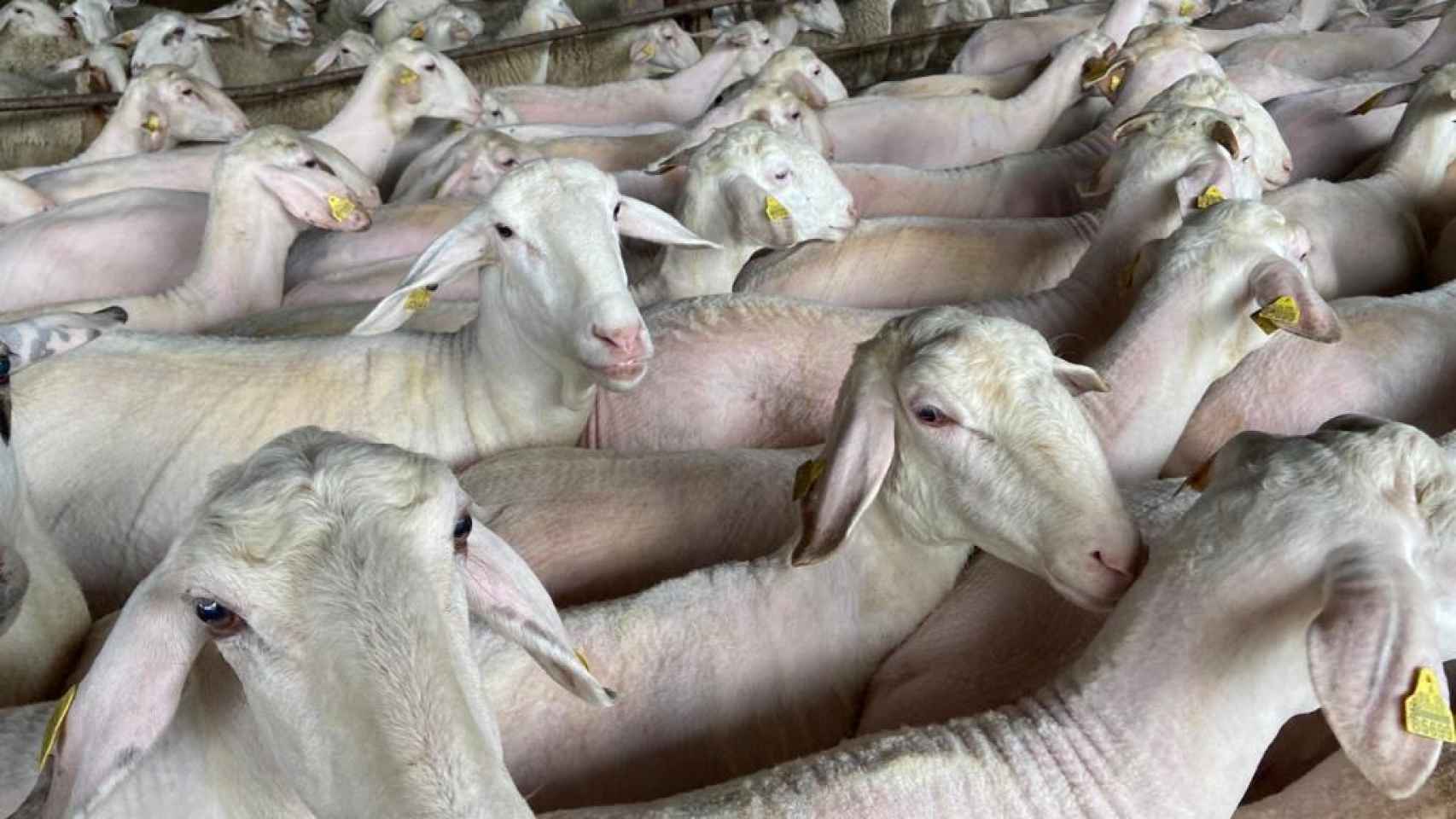 Un rebaño de ovejas después de ser esquiladas por uruguayos.