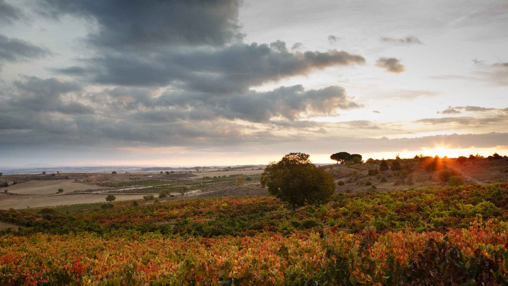 Viñedos de las Bodegas Viña Mayor (Ribera del Duero)