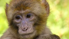 Los nuevos estudios sugieren una inmunidad protectora natural contra la COVID-19 en macacos.