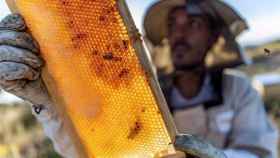 Un apicultor de la empresa “Castiza” recoge miel de sus colmenas en una finca de Toledo (Ismael Herrero)