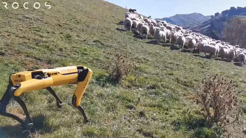 Perro robot pastando en Nueva Zelanda.