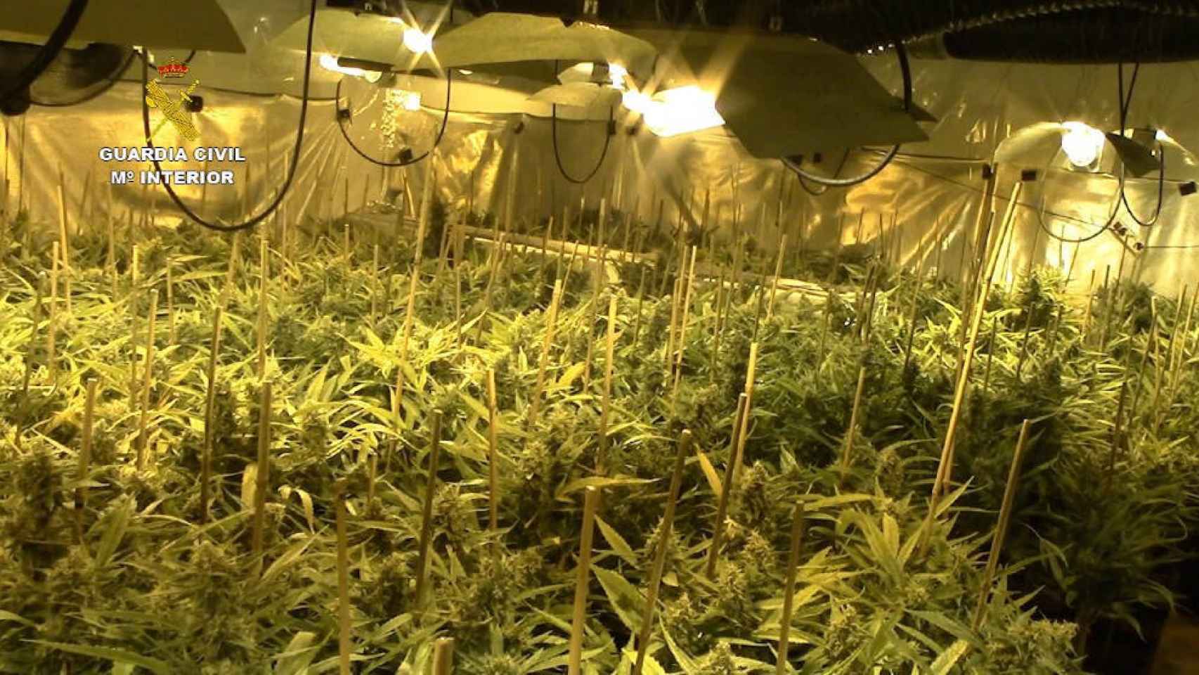 La plantación de marihuana descubierta en la localidad toledana de Burguillos