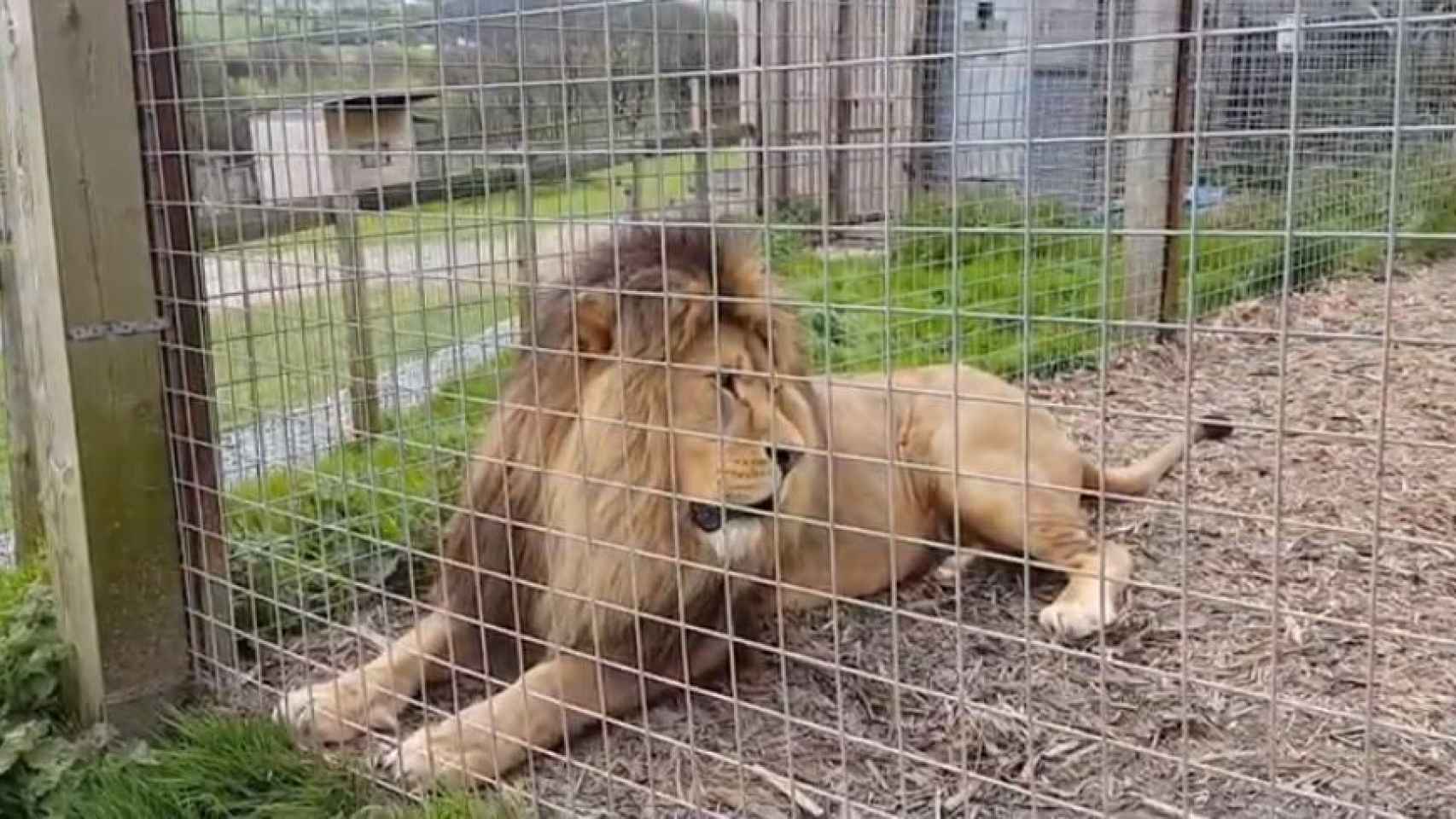 Una captura del vídeo difundido por el zoo Borth Wild Animal Kingdom.