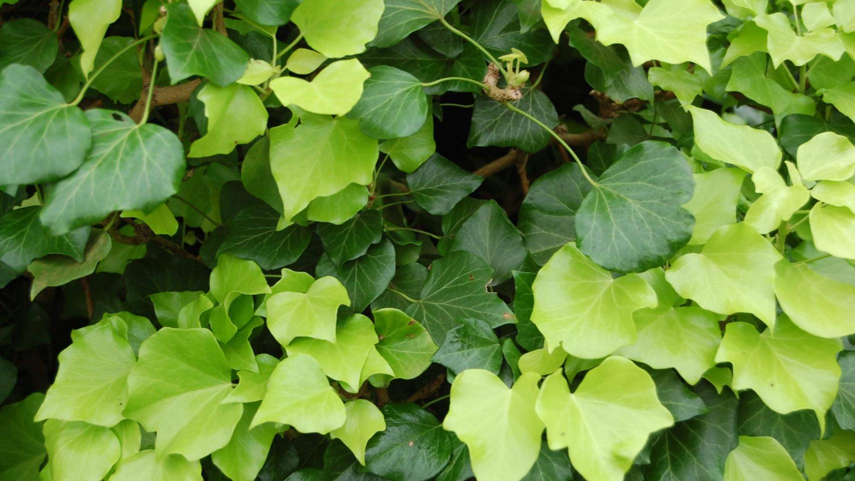 Las plantas de exterior más resistentes (fáciles de cuidar)