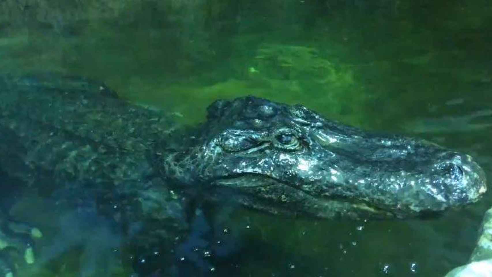 Una captura del vídeo compartido por el zoo de Moscú.