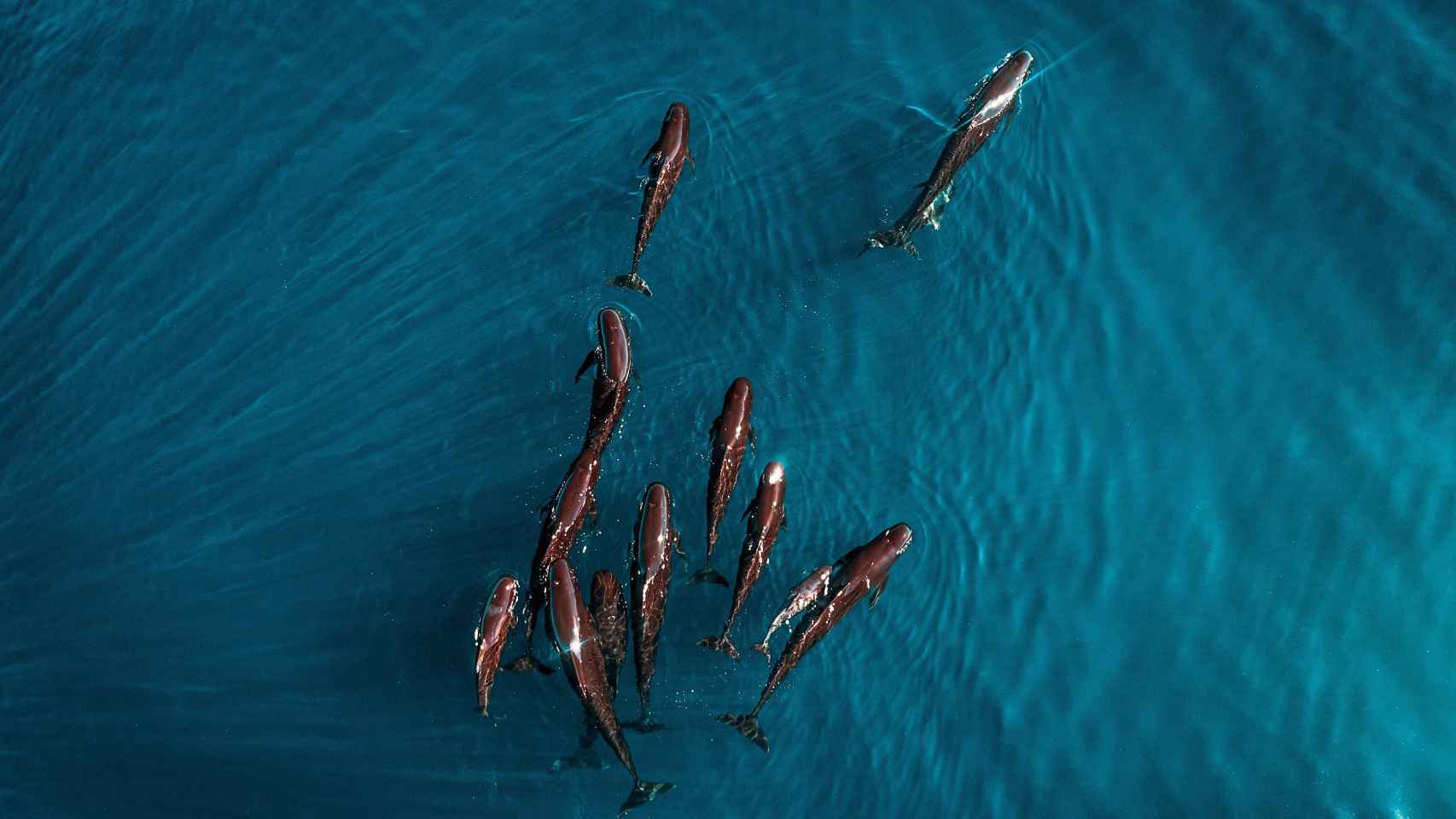 Divisan un centenar de delfines calderón negro en la Costa Brava.