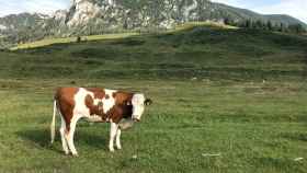 Una vaca en un campo