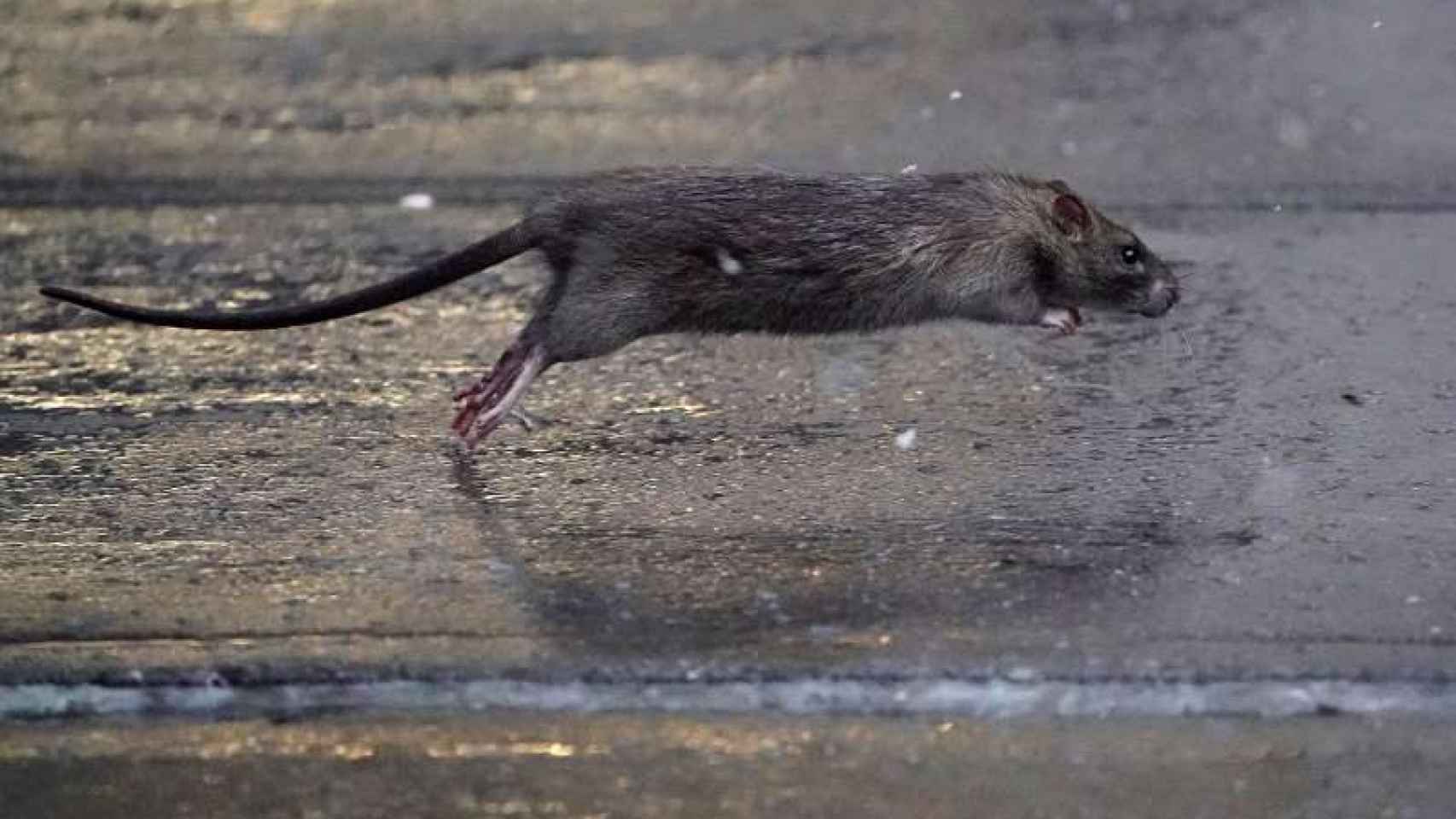 Una rata atraviesa una acera en el distrito de Manhattan de la ciudad de Nueva York.