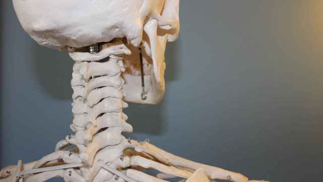Cuerpo humano: ¿Cuántos huesos tiene el esqueleto humano?