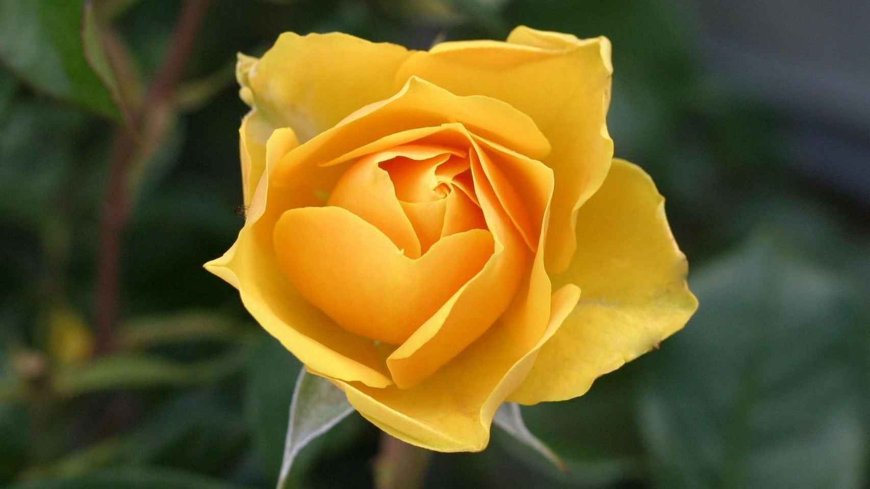 Centro de producción Tecnología Habitar El significado de las rosas amarillas, el lenguaje de las flores