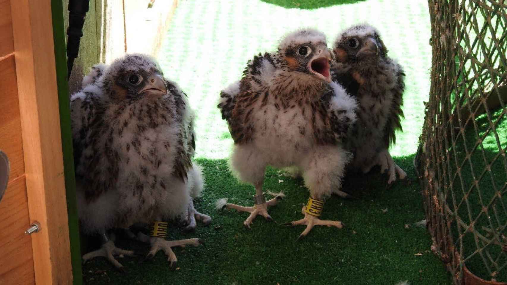 Tres de los polluelos de halcón peregrino que van a habitar el Alcázar de Toledo