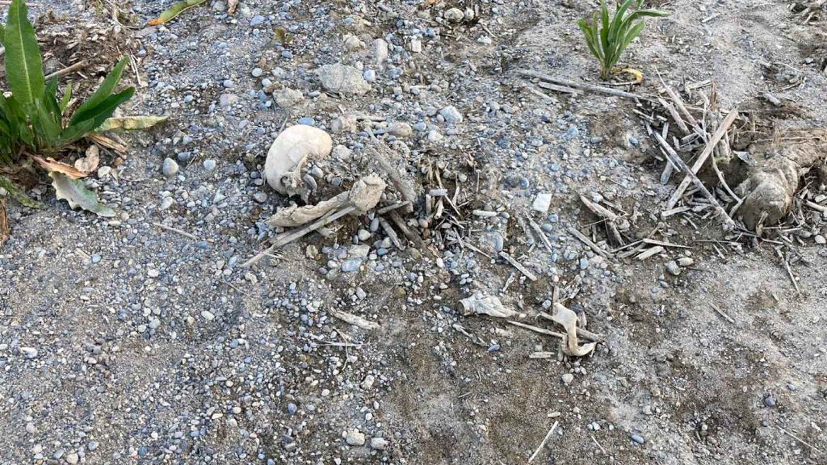 El cauce del río Segura, sin agua por el cierre de una presa,  permitió que los restos óseos saliesen a la luz.