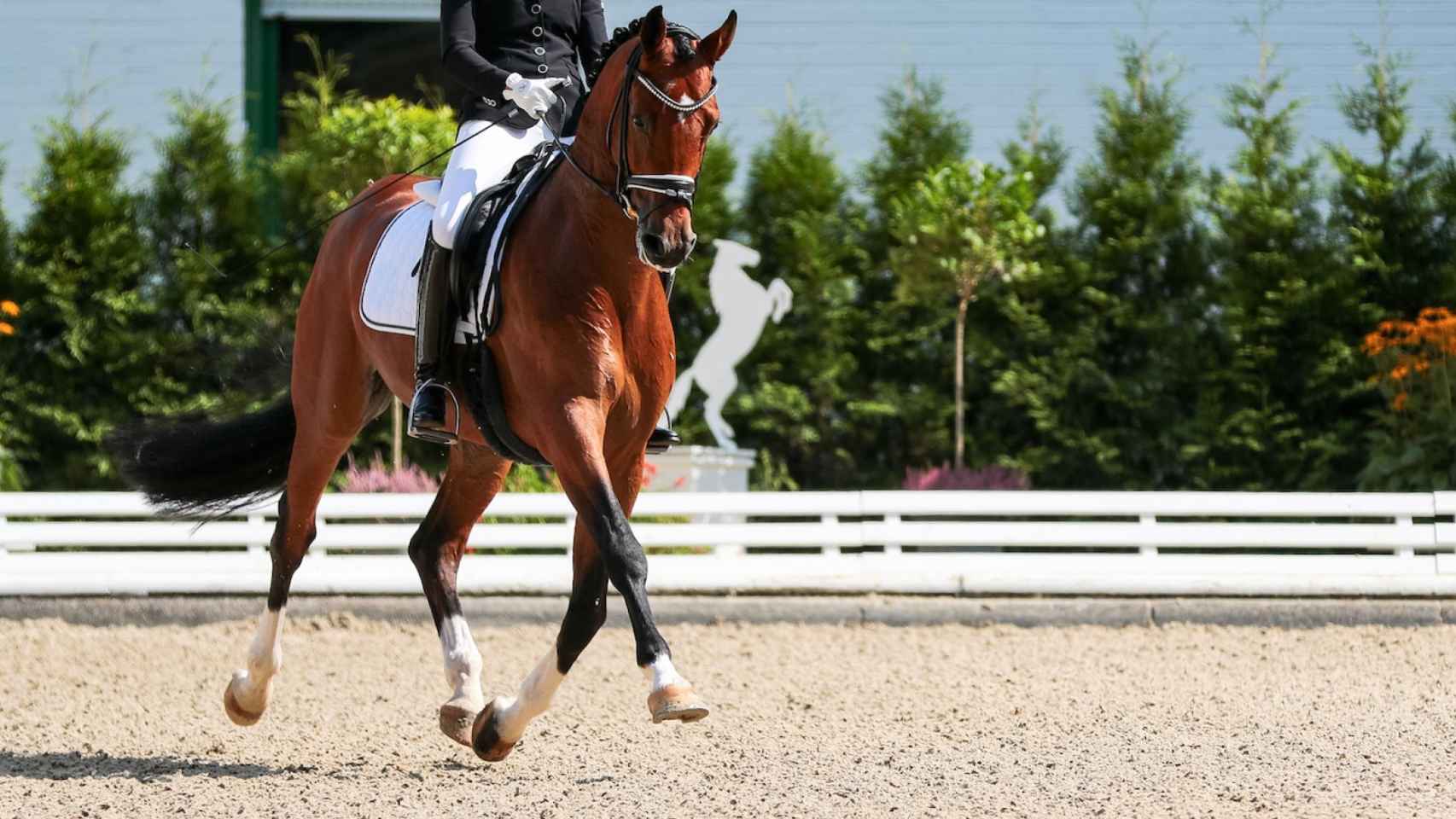 Fotografía de un caballo durante una competición ecuestre