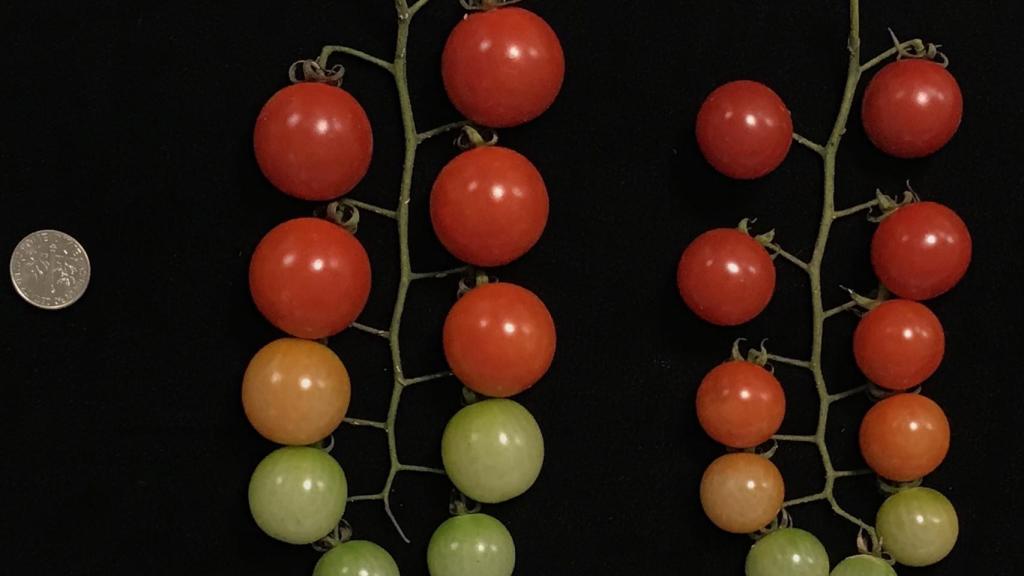 Los tomates con tres copias de genes crecen más que los que solo tienen una. M. Alonge et al./Cell 2020
