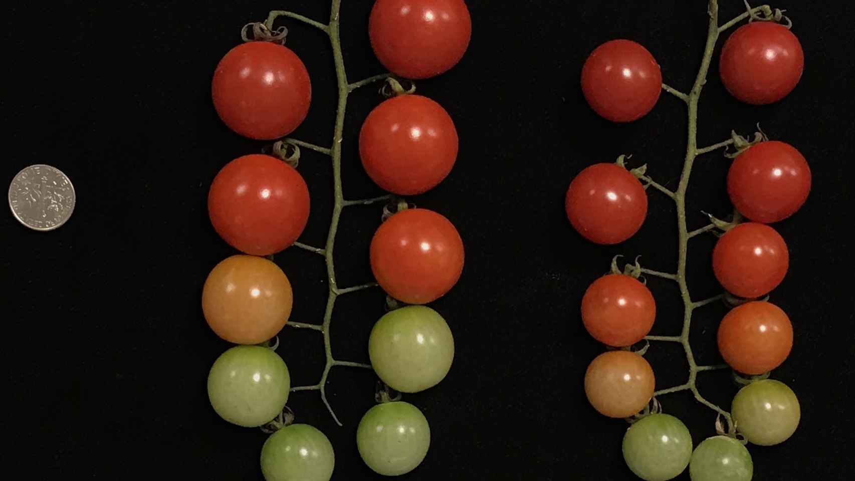 Los tomates con tres copias de genes crecen más que los que solo tienen una. M. Alonge et al./Cell 2020