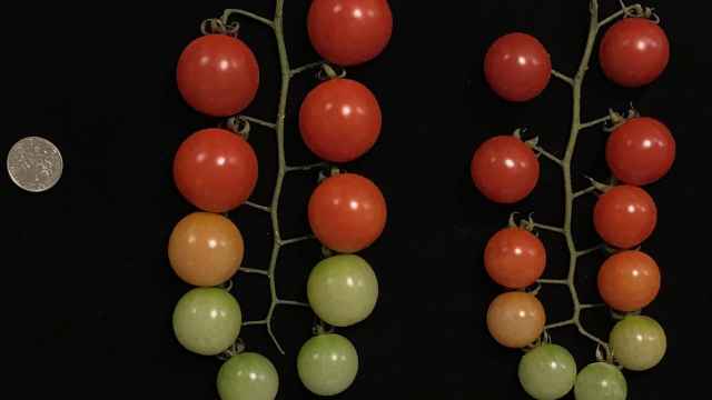 Los tomates con tres copias de genes crecen más que los que solo tienen una. M. Alonge et al./Cell 2020