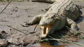 Un cocodrilo del Nilo en África.