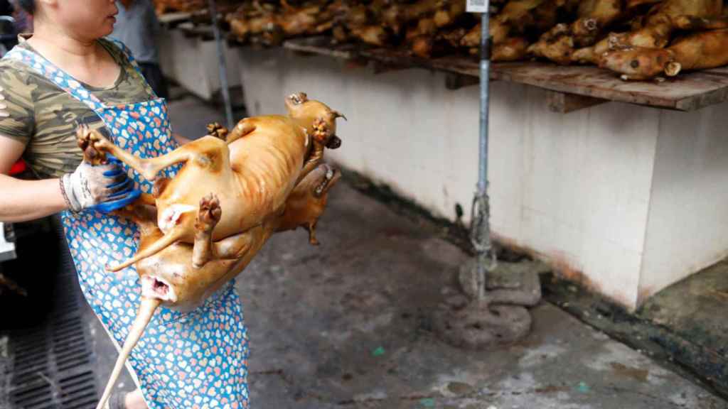 manejo Arashigaoka Ingenieros Carne de perro en tiempos de pandemia: China arranca su polémico festival  pese al Covid-19