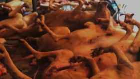 Mercado de carne de perro en Yulin