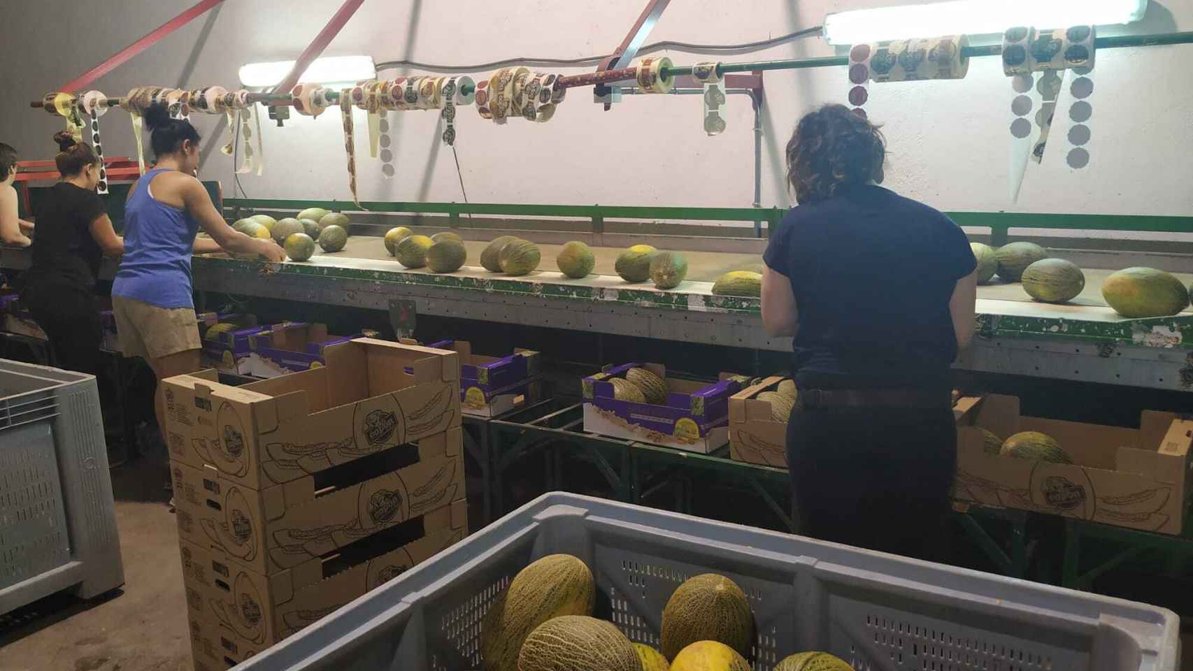 Empleadas de una de las empresas de Villaconejos seleccionando los melones.