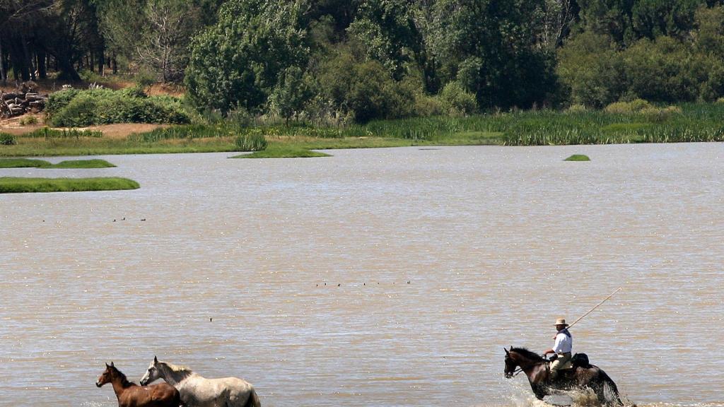 Un yegüerizo reúne a las yeguas en las marismas de Doñana.