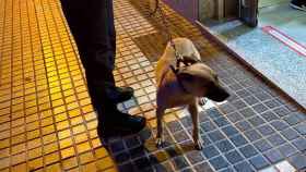 El perro fue rescatado por la Policía Local de Las Palmas
