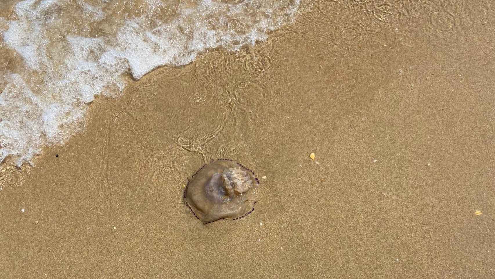 Precaución: medusas en playa nudista