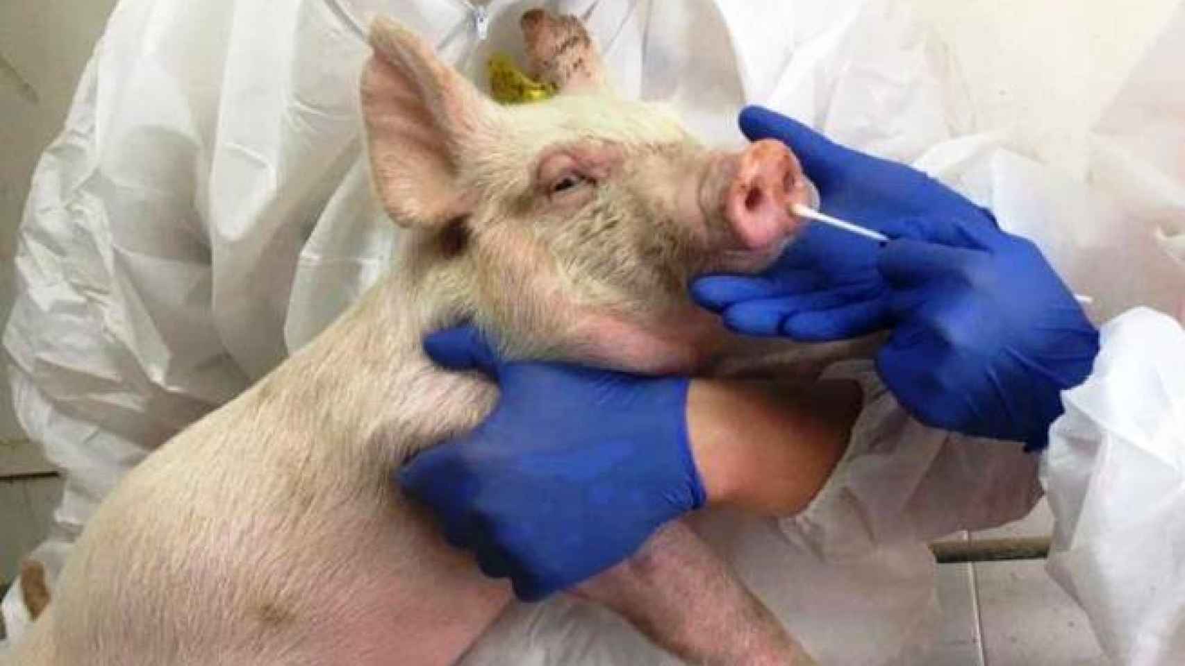 Descubierta una nueva cepa de gripe aviar en cerdos