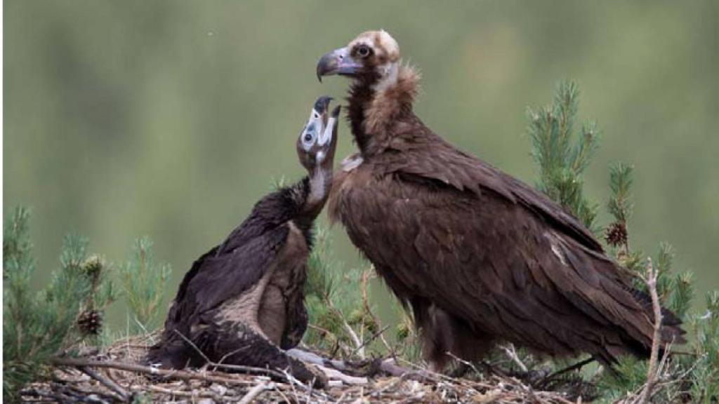 El buitre negro se considera una especie indicadora de la calidad del hábitat.