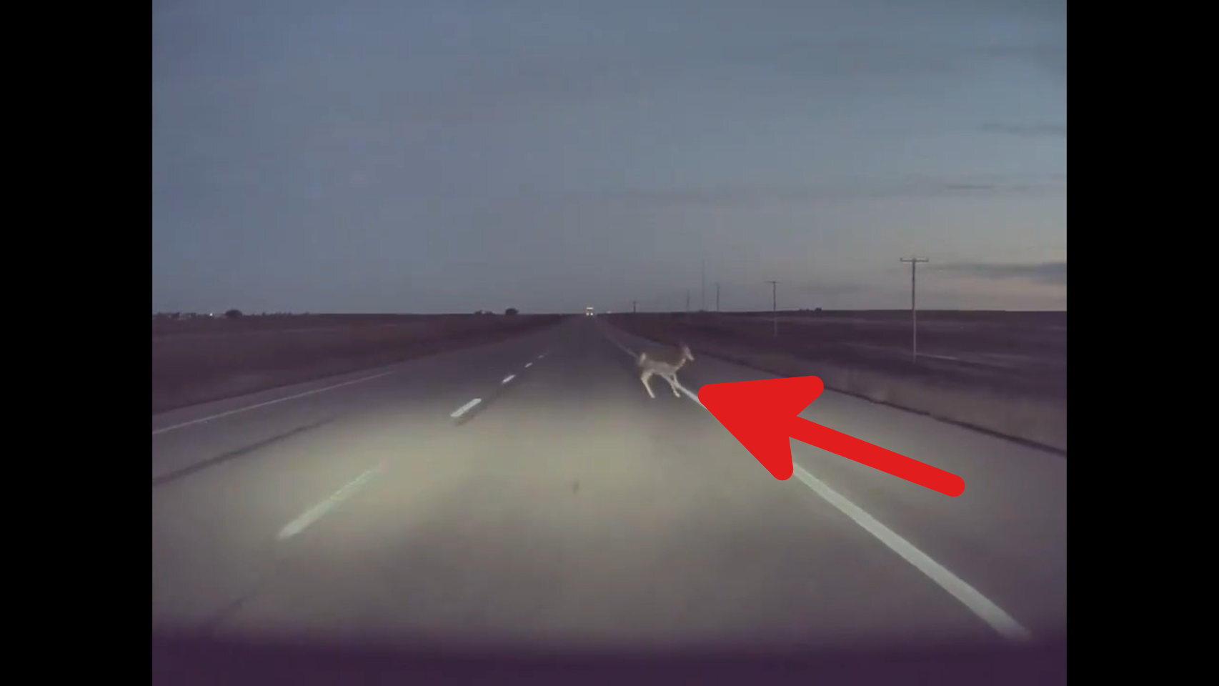 Un Tesla con Autopilot consigue esquivar a un ciervo en la carretera