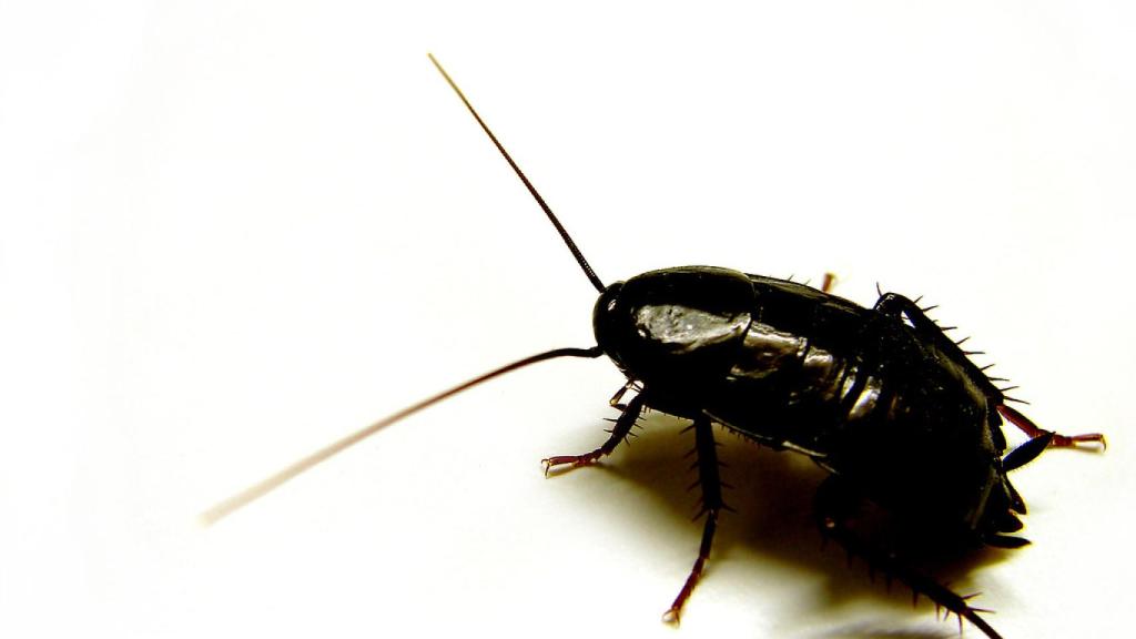 Cucaracha negra