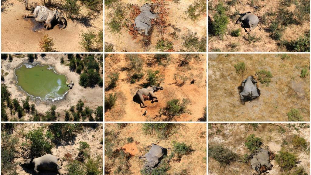 Imágenes aéreas de los elefantes encontrados muertos en el delta de Okavango.
