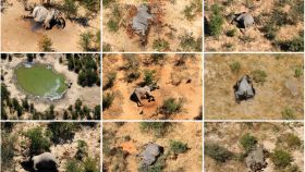 Imágenes aéreas de los elefantes encontrados muertos en el delta de Okavango.